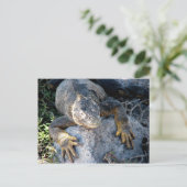 Iguana, Islas las Plazas, Galapagos Briefkaart (Staand voorkant)