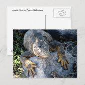 Iguana, Islas las Plazas, Galapagos Briefkaart (Voorkant / Achterkant)