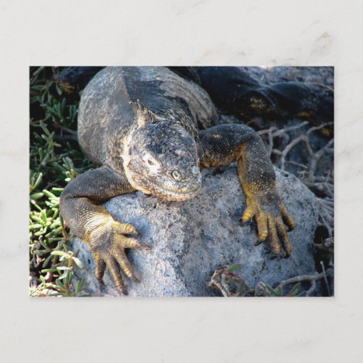 Iguana, Islas las Plazas, Galapagos Briefkaart (Voorkant)
