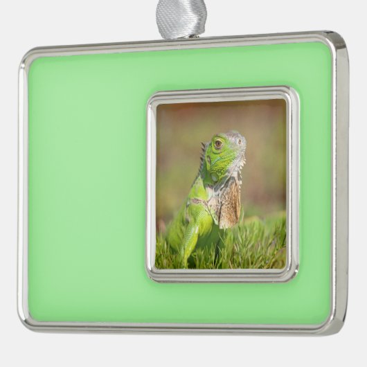 Iguana kerstversiering verzilverd omlijst ornament (Links)