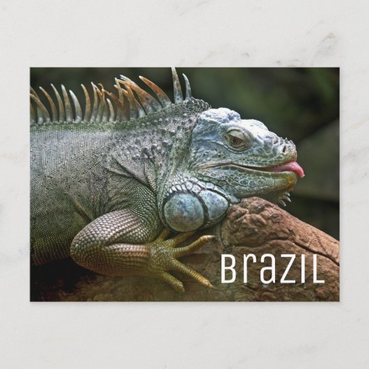 Iguana Lizard Brazilië Wildlife Briefkaart (Voorkant)