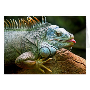 Iguana met Tong Uitsteken Blank Kaart