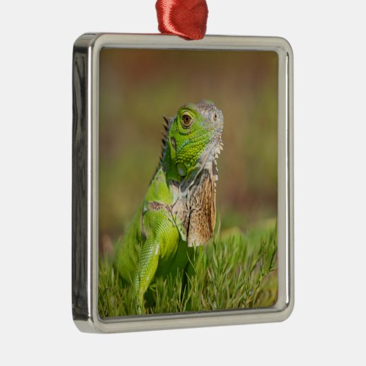 Iguana Metal Ornament (Rechts)