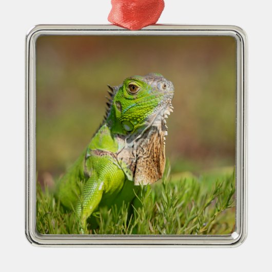 Iguana Metal Ornament (Voorkant)