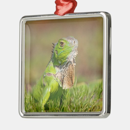 Iguana Metal Ornament (Links)