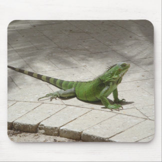 Iguana mousepad muismat