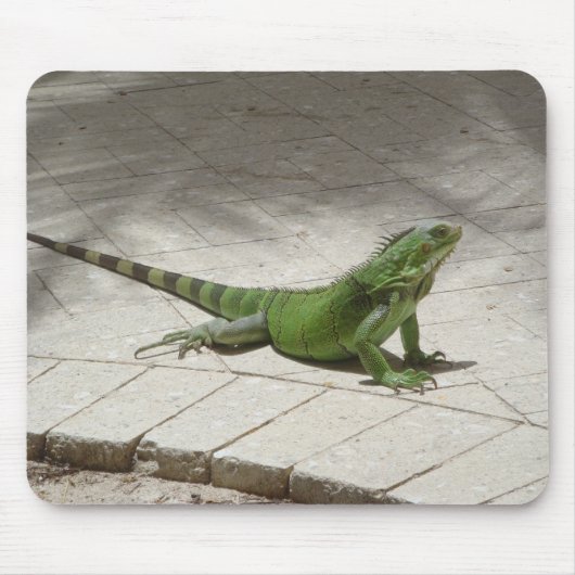 Iguana mousepad muismat (Voorkant)