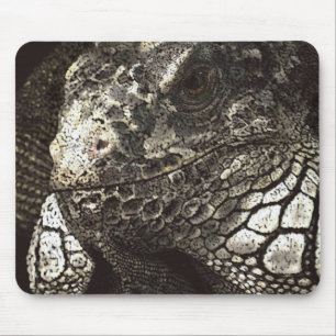 Iguana Muismat