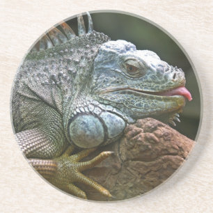 Iguana onderzetter