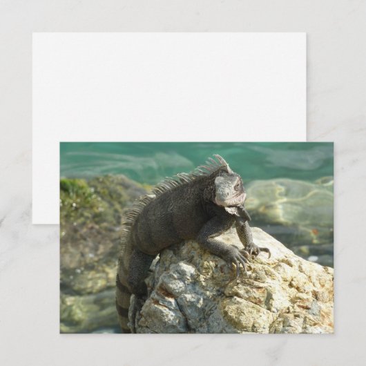 Iguana op de Rocks in St. Thomas (Voorkant / Achterkant)