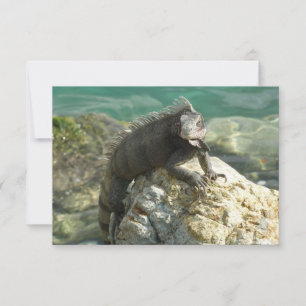 Iguana op de Rocks in St. Thomas