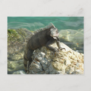 Iguana op de Rocks in St. Thomas Briefkaart