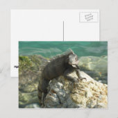 Iguana op de Rocks in St. Thomas Briefkaart (Voorkant / Achterkant)
