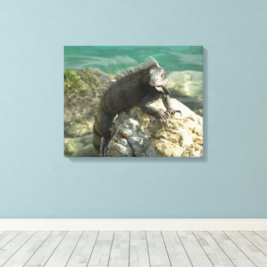Iguana op de Rocks in St. Thomas Canvas Afdruk (Insitu (Houten vloer))