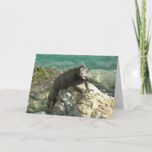 Iguana op de Rocks in St. Thomas Kaart