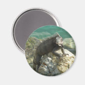 Iguana op de Rocks in St. Thomas Magneet (Voorkant / Achterkant)