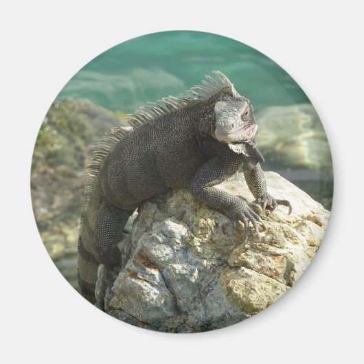 Iguana op de Rocks in St. Thomas Magneet (Voorkant)