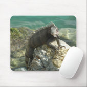 Iguana op de Rocks in St. Thomas Muismat (Met muis)