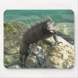 Iguana op de Rocks in St. Thomas Muismat