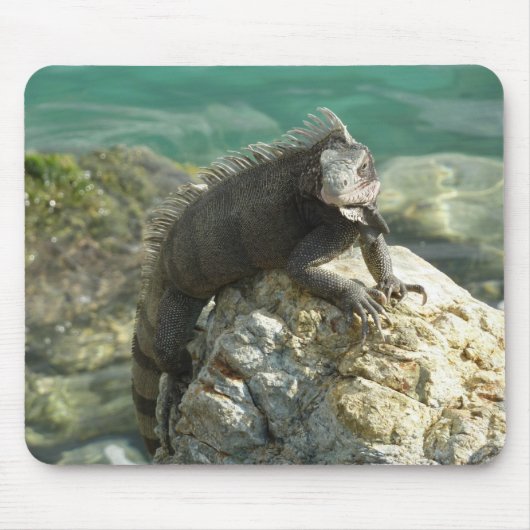 Iguana op de Rocks in St. Thomas Muismat (Voorkant)