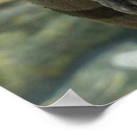 Iguana op de Rocks in St. Thomas Poster (Hoek)