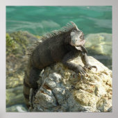 Iguana op de Rocks in St. Thomas Poster (Voorkant)