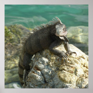 Iguana op de Rocks in St. Thomas Poster