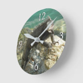 Iguana op de Rocks in St. Thomas Ronde Klok (Hoek)