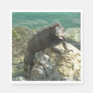 Iguana op de Rocks in St. Thomas Servet