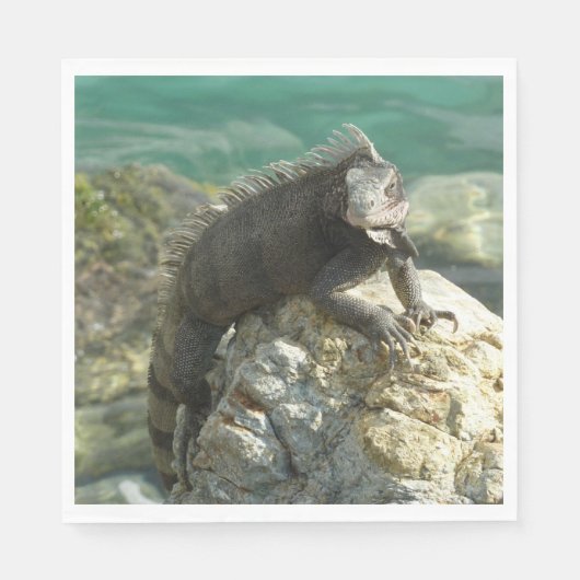 Iguana op de Rocks in St. Thomas Servet (Voorkant)