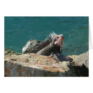 Iguana op St. Thomas
