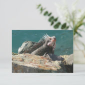 Iguana op St. Thomas (Staand voorkant)