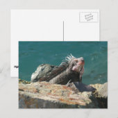 Iguana op St. Thomas Briefkaart (Voorkant / Achterkant)