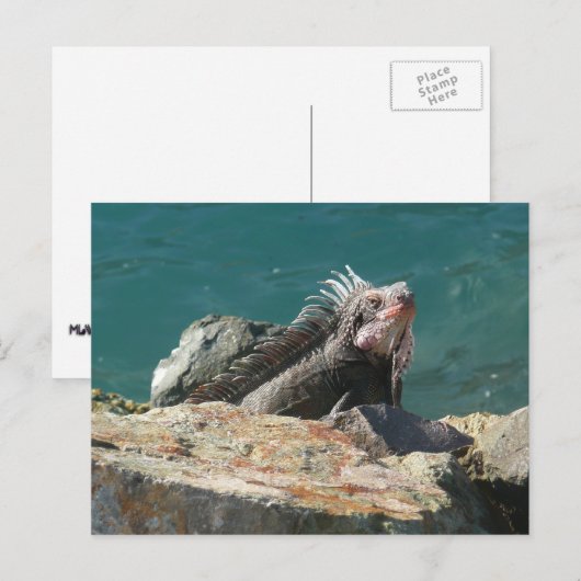 Iguana op St. Thomas Briefkaart (Voorkant / Achterkant)