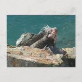 Iguana op St. Thomas Briefkaart (Voorkant)
