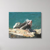 Iguana op St. Thomas Canvas Afdruk (Voorkant)