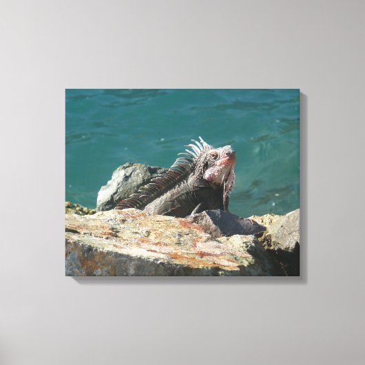 Iguana op St. Thomas Canvas Afdruk (Voorkant)