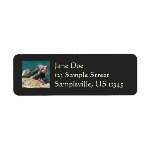 Iguana op St. Thomas Etiket