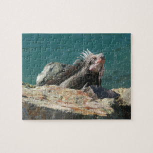 Iguana op St. Thomas Legpuzzel