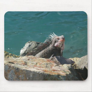 Iguana op St. Thomas Muismat