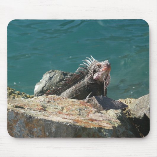 Iguana op St. Thomas Muismat (Voorkant)