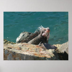 Iguana op St. Thomas Poster