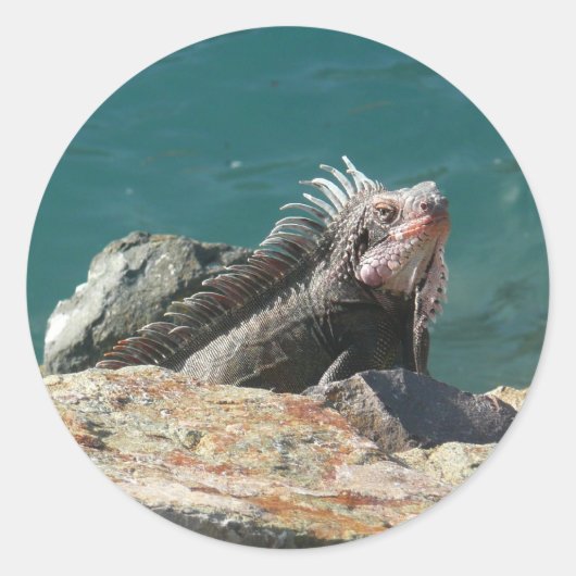 Iguana op St. Thomas Ronde Sticker (Voorkant)
