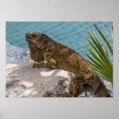Iguana op Stone Poster (Voorkant)