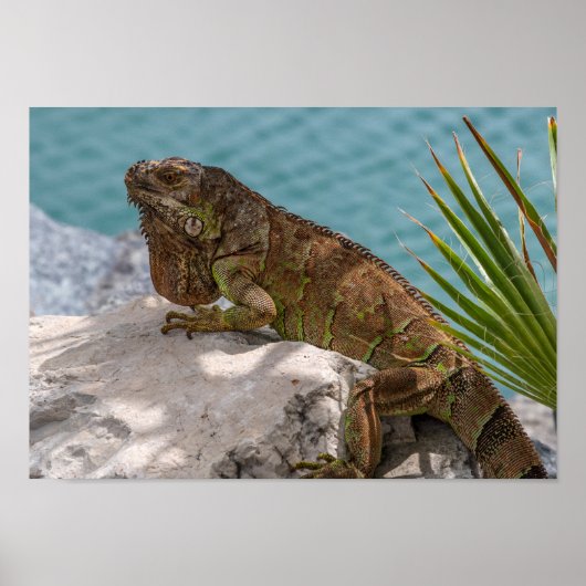Iguana op Stone Poster (Voorkant)