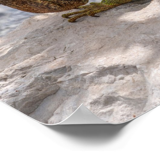 Iguana op Stone Poster (Hoek)