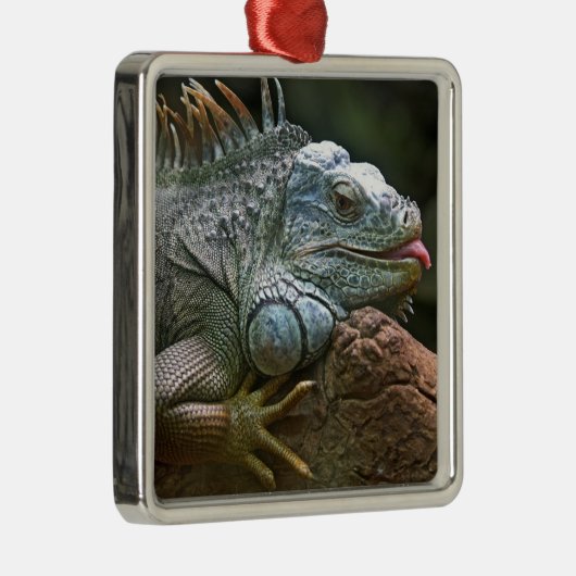 Iguana ornament (Rechts)