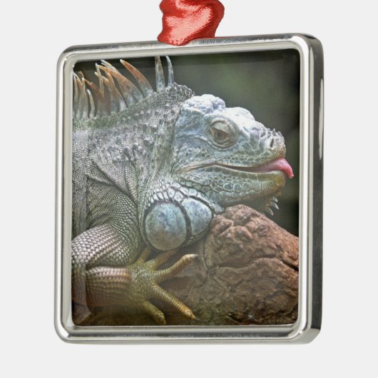 Iguana ornament (Links)