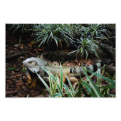 Iguana Photo Print Foto Afdruk (Voorkant)