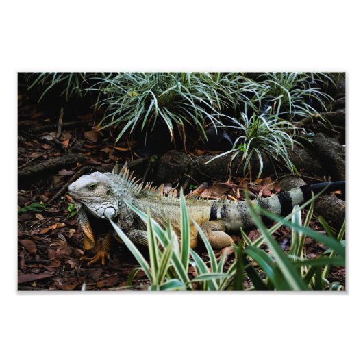 Iguana Photo Print Foto Afdruk (Voorkant)